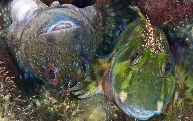 1473315465314767.jpg 海洋生物4.jpg